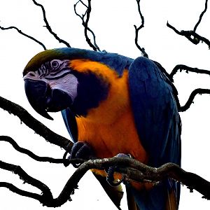 Blue and Gold Macaw
