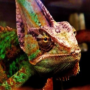 Yemen Chameleon