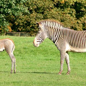 Grevy's zebra with foal; Whipsnade; 22nd September 2017