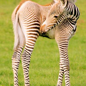 Grevy's zebra foal; Whipsnade; 22nd September 2017
