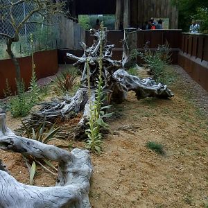 Small African Carnivores Exhibit
