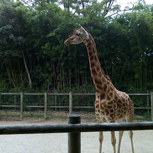 Korodafan Giraffe