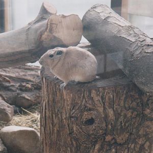 Gundi in the Alfred Brehm-Haus