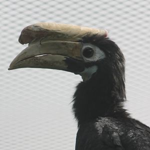 Palawan hornbill