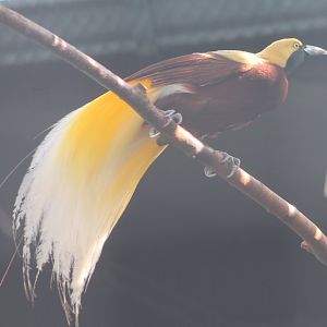 Lesser bird of paradise