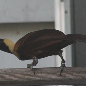Red bird of paradise
