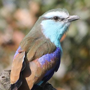 Racket-tailed roller