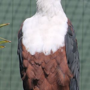 African sea-eagle