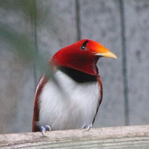 King bird of paradise