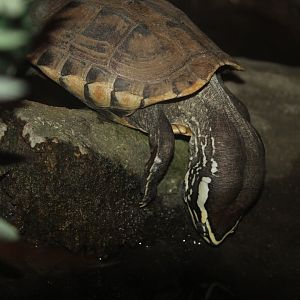 Turtle ID help, please!