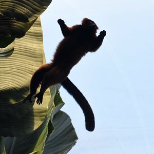 Flying lemur