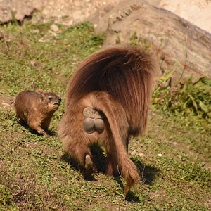Hyraxes demand respect