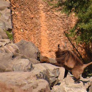 Gelada vs. hyrax
