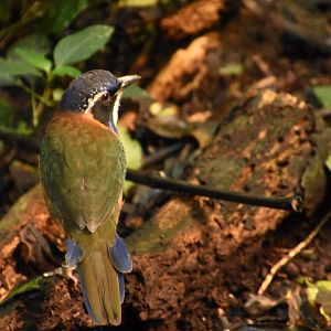 Pitta-like ground roller
