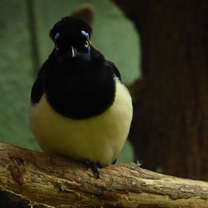 Plush-crested jay