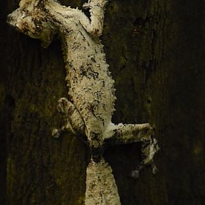 Leaf-tailed gecko