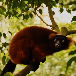 Red-ruffed lemur