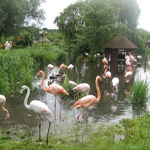 Vogelpark Niendorf - Flamingo exhibit