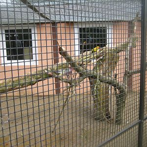 Vogelpark Niendorf - Conure/galah aviary