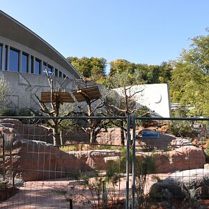 Future koala outdoors