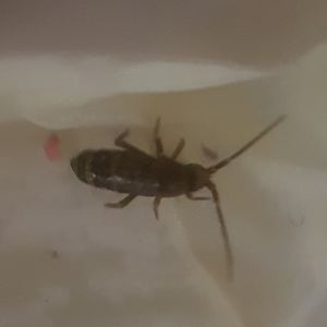 Springtail ID