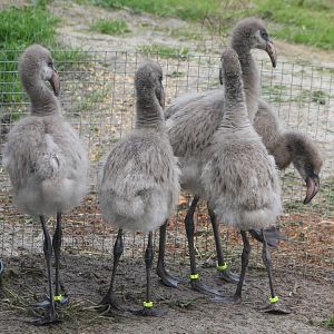 Young Chilean flamingos 2017-bred