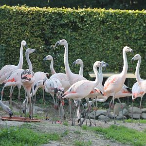 Young Chilean flamingos - 2016-bred