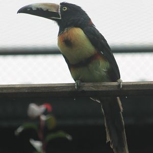 Nuchal's collared aracari