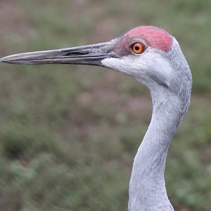 Sandhill crane