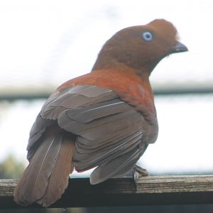 Female Andean cock-of-the-rock