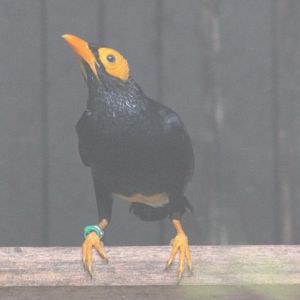 Yellow-faced myna