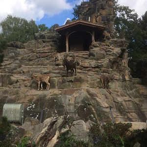 Siberian ibex enclosure