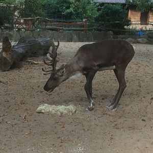European forest reindeer
