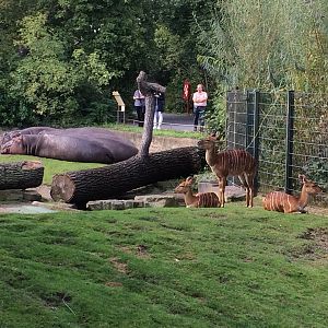 Nyala & common hippo