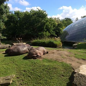 Hippo house