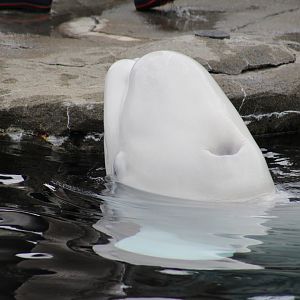 Beluga Whale
