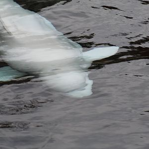 Beluga Whale