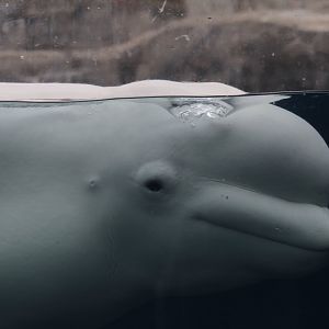 Beluga Whale