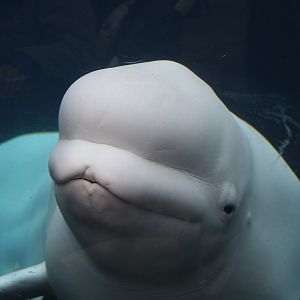 Beluga Whale