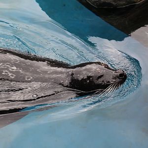 Harbor Seal