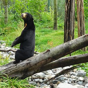 Sun Bear, September 2017