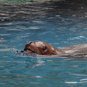 Steller's Sea Lion