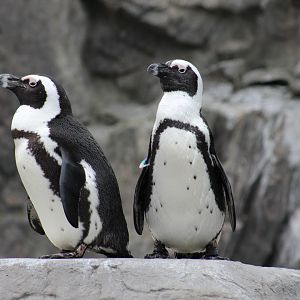 African Penguins