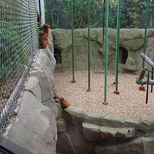 Sumatran Orangutans, September 2017