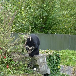 Spectacled Bear cub, September 2017