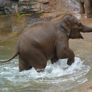 Asian Elephant, September 2017