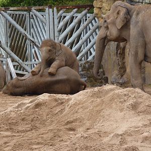 Elephant playtime, September 2017
