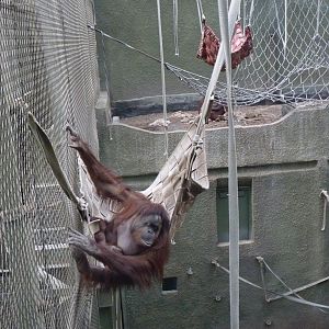 Bornean Orangutans, September 2017