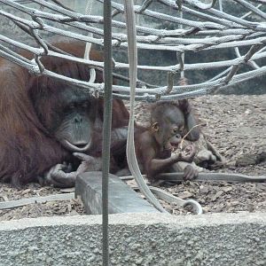 Bornean Orangutans, September 2017