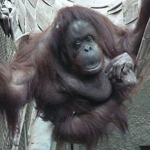 Martha, Bornean Orangutan, September 2017